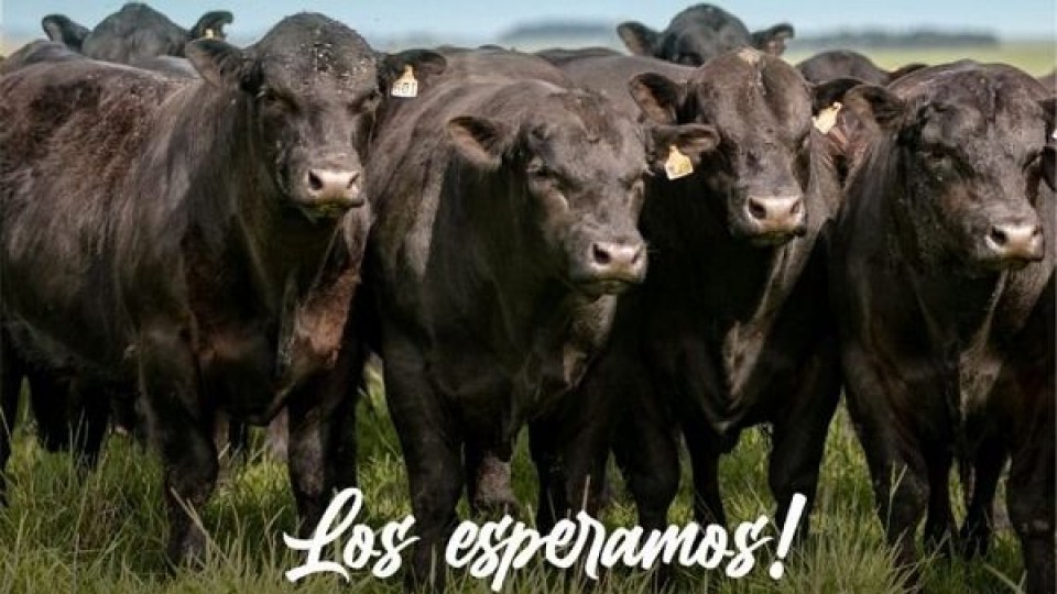 Gira Nacional Angus: ''San José del Yaguarí'' mostrará su esencia  —  Exposiciones — Dinámica Rural | El Espectador 810