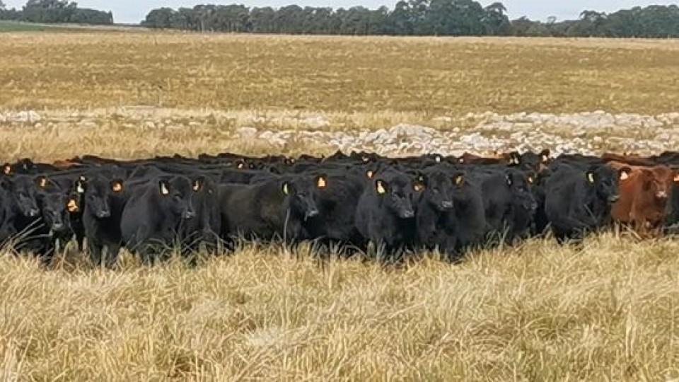 ''El mercado está buscando equilibrio'' —  Mercados — Dinámica Rural | El Espectador 810