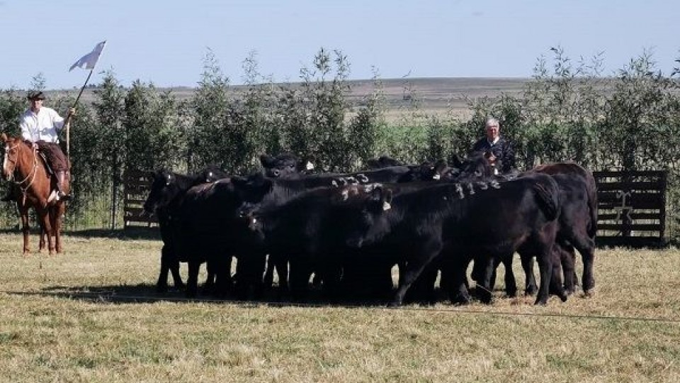 Plazarural, más de 17 mil vacunos vendidos en dos jornadas —  Mercados — Dinámica Rural | El Espectador 810