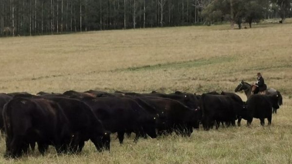 Nueva subasta ganadera —  Mercados — Dinámica Rural | El Espectador 810