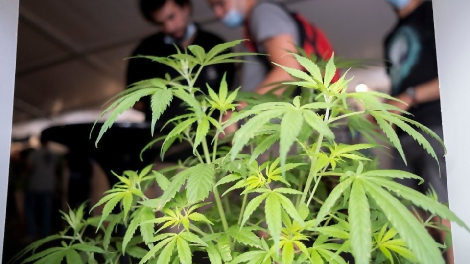 Las propuestas de los clubes cannábicos para modificar la regulación de la marihuana —  NTN Concentrado — No Toquen Nada | El Espectador 810