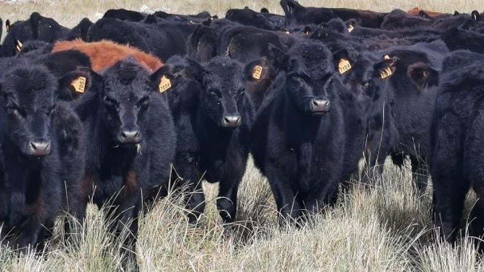 Pantalla Uruguay: Con alta colocación realizó la Ganadera Angus y Remate 242 —  Mercados — Dinámica Rural | El Espectador 810