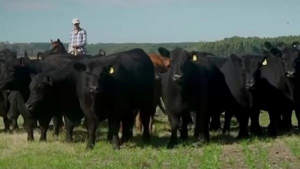 Expo Flores promete muy buena genética Angus —  Exposiciones — Dinámica Rural | El Espectador 810