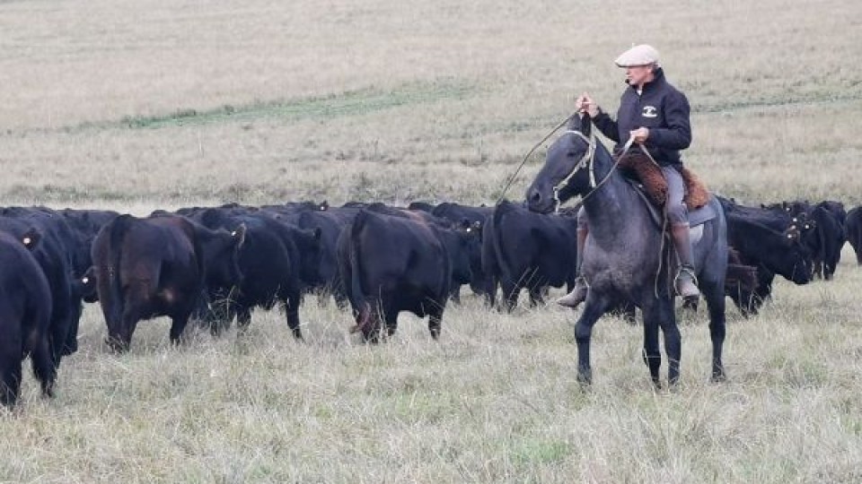 J. Gonalez: ''Es esperable que los ganados corrijan al alza'' —  Mercados — Dinámica Rural | El Espectador 810