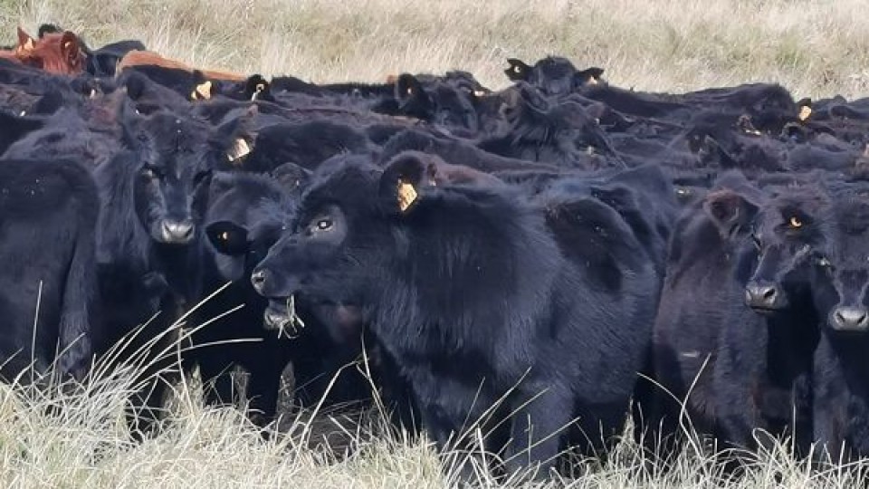 Se va junio con precios al alza —  Mercados — Dinámica Rural | El Espectador 810