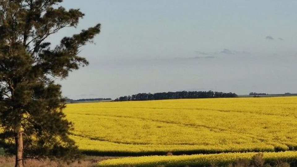 Paysandú: Zona agrícola necesita más lluvias  —  Agricultura — Dinámica Rural | El Espectador 810