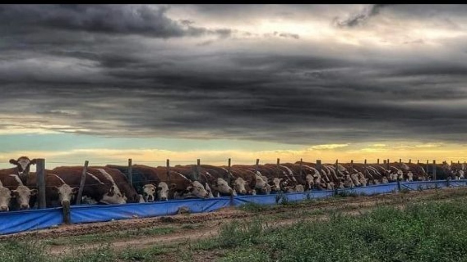 J. A. Dutra: ''En Lote 21 tenemos calidad, cantidad y condiciones para un buen negocio'' —  Mercados — Dinámica Rural | El Espectador 810