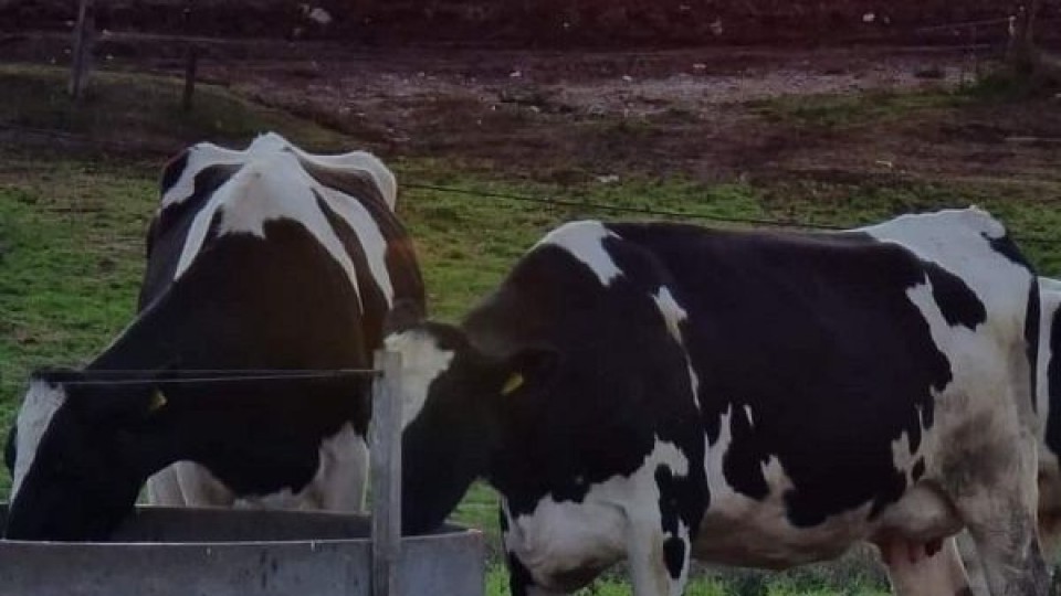 Conflicto lácteo: Van más de siete meses —  Lechería — Dinámica Rural | El Espectador 810