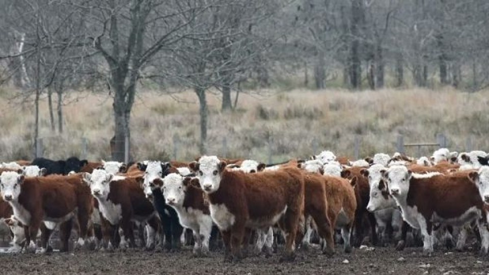 F. García Lagos: ''Es buen momento para reponer'' —  Mercados — Dinámica Rural | El Espectador 810