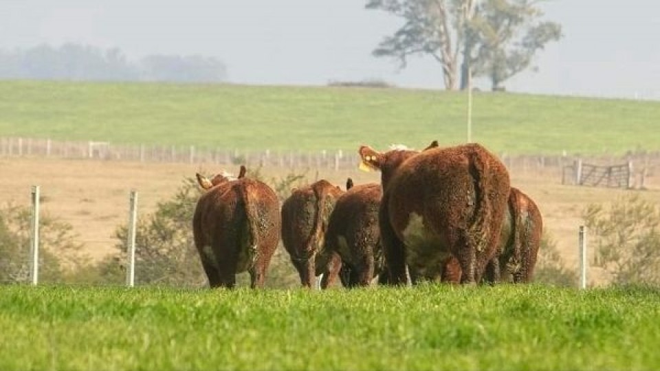 Lote 21 con buenos ganados para reponer —  Mercados — Dinámica Rural | El Espectador 810