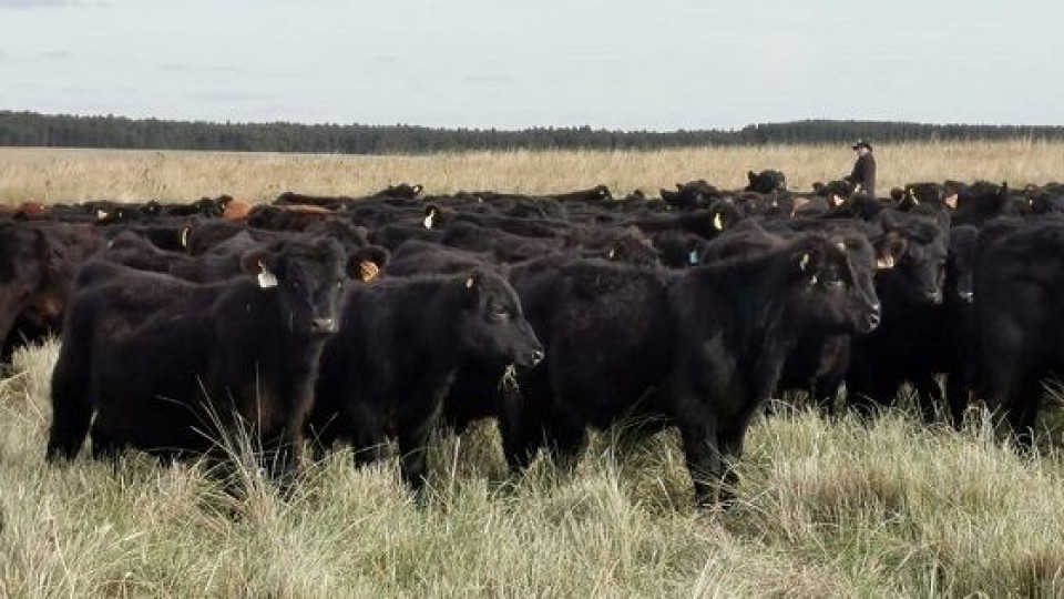 ''Escenario propicio para el negocio ganadero'' —  Mercados — Dinámica Rural | El Espectador 810