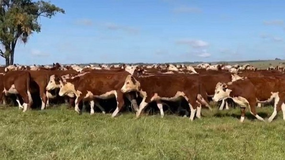 F. Constantín: ''Estamos ante un mercado condicionado por el clima'' —  Mercados — Dinámica Rural | El Espectador 810