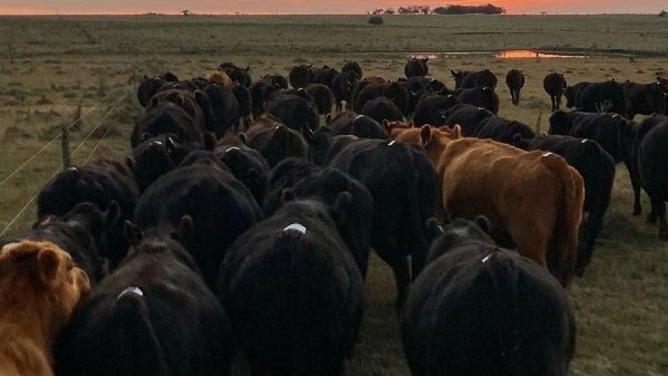 La primavera y las lluvias animan al ganadero —  Mercados — Dinámica Rural | El Espectador 810