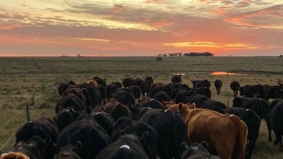 G. Fuques: En el gordo '''estamos ante un mercado especulador''' —  Mercados — Dinámica Rural | El Espectador 810