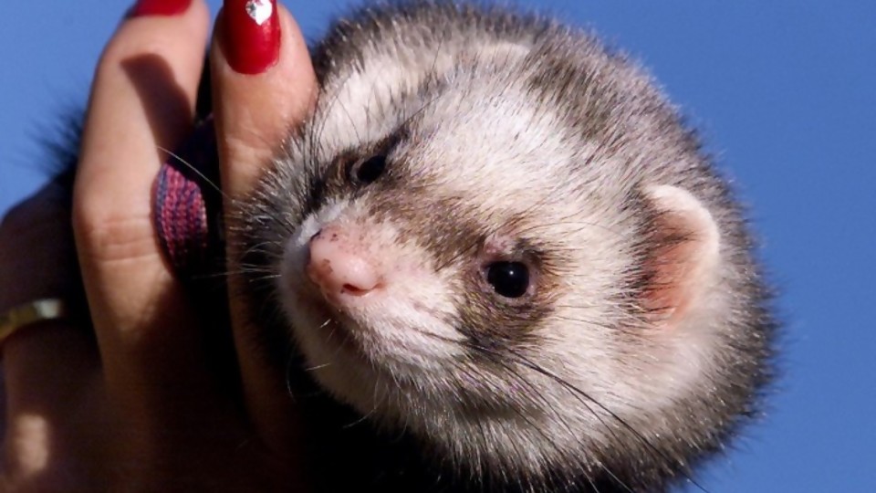 Mascotas no convencionales: el hurón  —  Tu mascota te quiere decir algo — Paren Todo | El Espectador 810