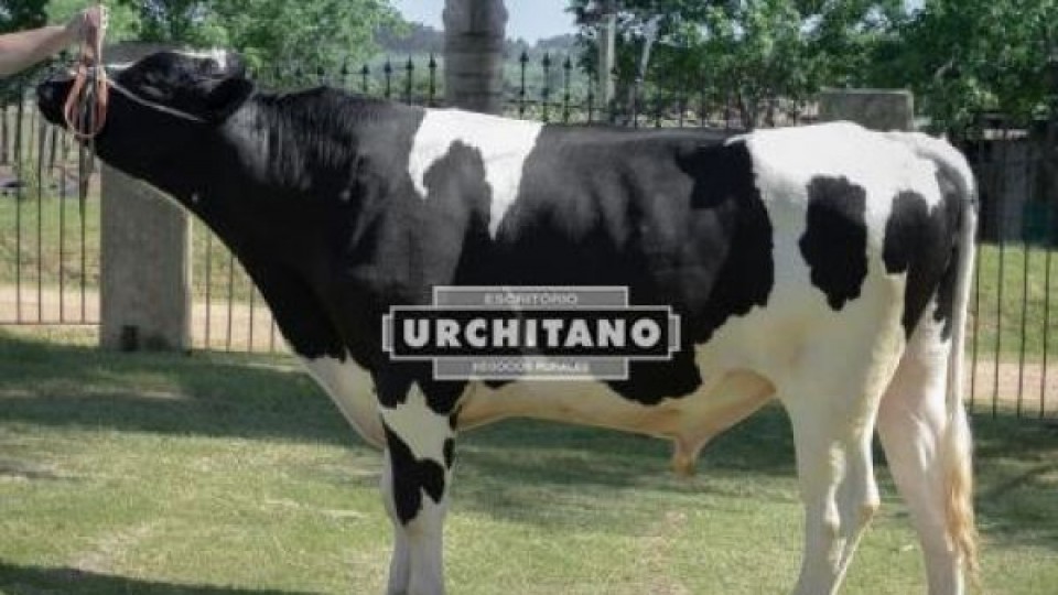 Es hoy: Urchitano vende Toros de ''San Alberto'' —  Zafra — Dinámica Rural | El Espectador 810