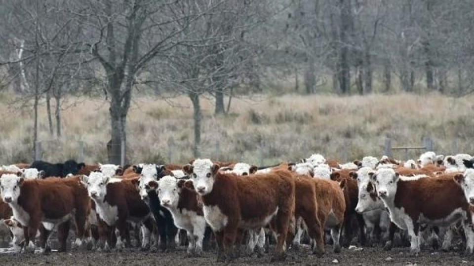 Pantalla Uruguay colocó el 93.1% de la oferta —  Mercados — Dinámica Rural | El Espectador 810