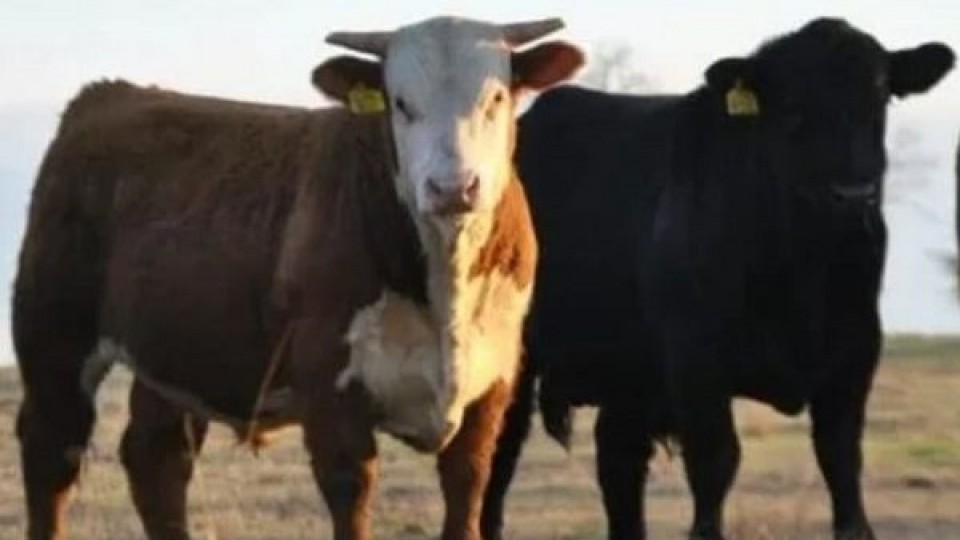 Los ''Hereford de Iguarán'' y ''Angus de San José'', venden Escritorio Dutra y A. Ilundain —  Mercados — Dinámica Rural | El Espectador 810