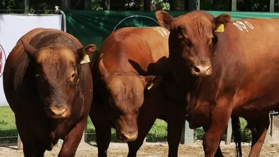 WHU vende genética de ''El Rebenque'' en la ARF  —  Mercados — Dinámica Rural | El Espectador 810