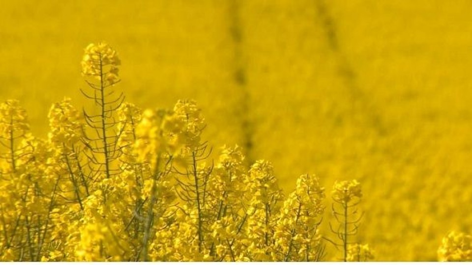 Mesa de Oleaginosos hace foco en las oportunidades de colza, carinata y camelina  —  Agricultura — Dinámica Rural | El Espectador 810