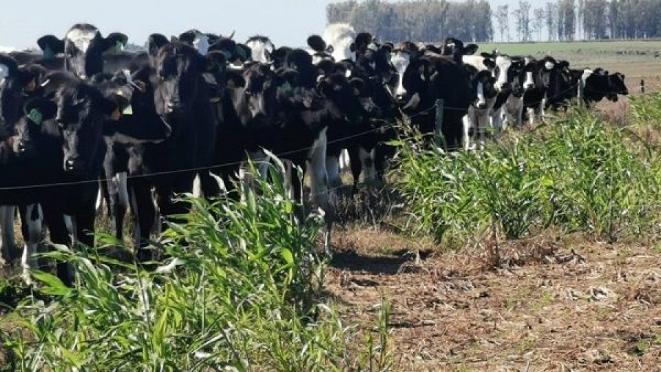 Lechería: un escenario complejo por la falta de lluvias, ''que tira abajo lo planificado'' —  Lechería — Dinámica Rural | El Espectador 810