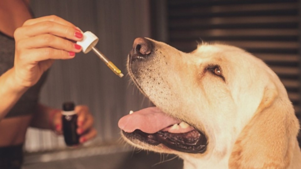 Aceite de cannabis en mascotas —  Tu mascota te quiere decir algo — Paren Todo | El Espectador 810