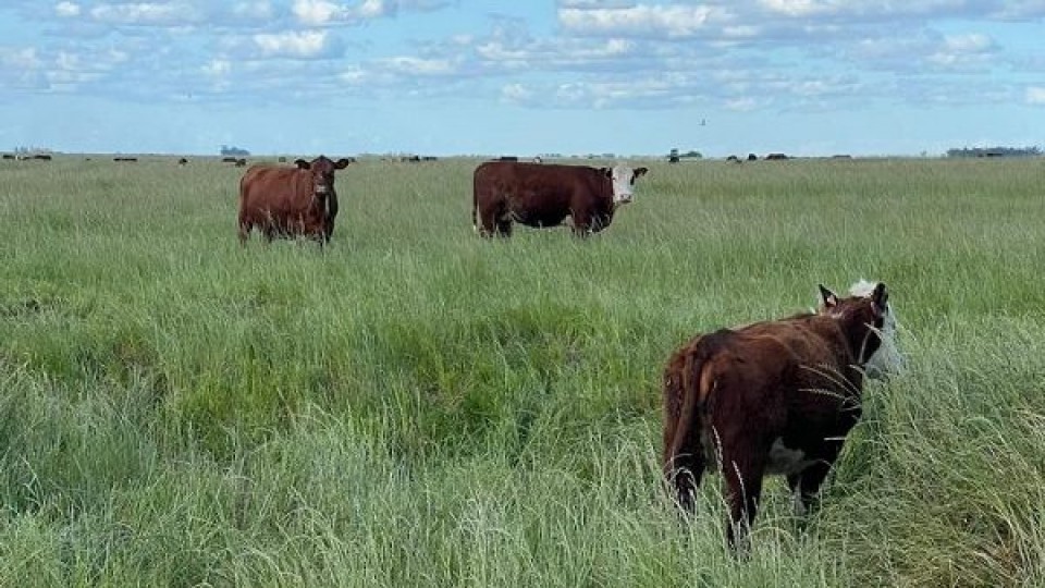 Productores ganaderos con cierto margen tras las lluvias —  Mercados — Dinámica Rural | El Espectador 810