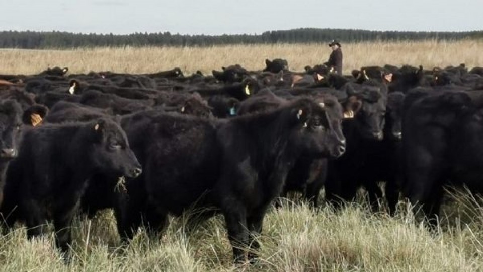 GBNR remata 3.000 vacunos  —  Mercados — Dinámica Rural | El Espectador 810