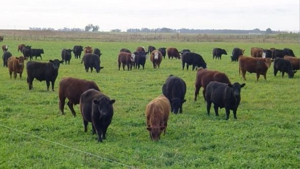 Walter Hugo Abelenda remata 35 toros hereford y angus de prestigiosas cabañas  —  Zafra — Dinámica Rural | El Espectador 810