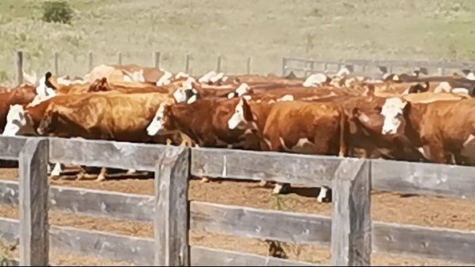 Pantalla Uruguay vendió calidad —  Mercados — Dinámica Rural | El Espectador 810