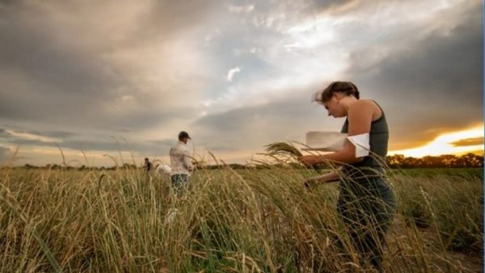 Entrevista con Lucía Bauer: Pensar afuera de la caja: innovación en cultivos anuales —  Entrevista destacada — Dinámica Rural | El Espectador 810