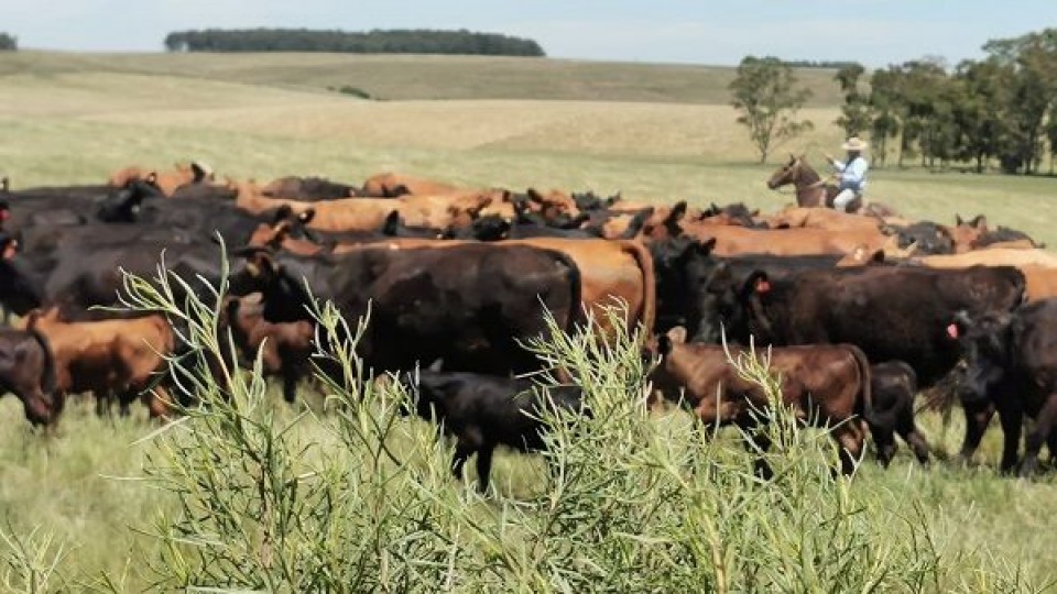 O. Fernández: ''el mercado ganadero está con mejores perspectivas'' —  Mercados — Dinámica Rural | El Espectador 810