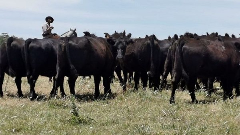 Bachino remata ganados de calidad —  Mercados — Dinámica Rural | El Espectador 810