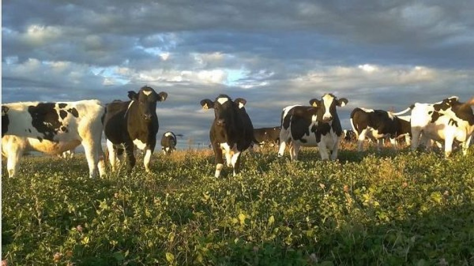 Las lluvias han cambiado la situación productiva  —  Lechería — Dinámica Rural | El Espectador 810