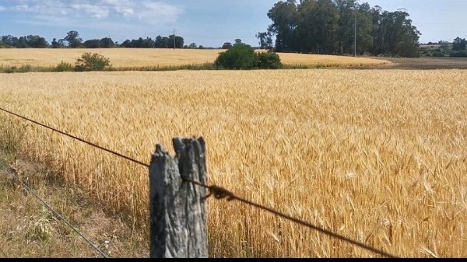 Avanza la trilla de invierno y la siembra de verano ''con buenas perspectivas'' —  Agricultura — Dinámica Rural | El Espectador 810