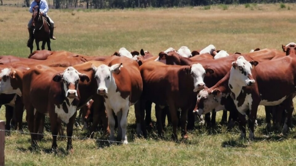 A. Scierra: ''las condiciones son muy buenas para reponer'' —  Mercados — Dinámica Rural | El Espectador 810