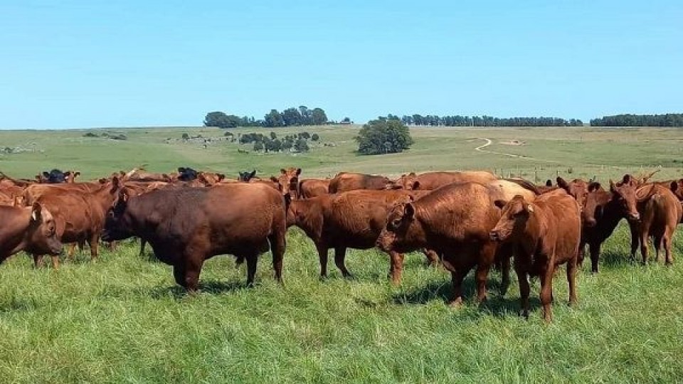 J. Riani: ''nos preocupa que la brucelosis se expanda al norte'' —  Sanidad — Dinámica Rural | El Espectador 810