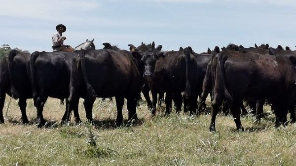 Se viene 7ª jornada, ''Los números de la ganadería'' —  Investigación — Dinámica Rural | El Espectador 810