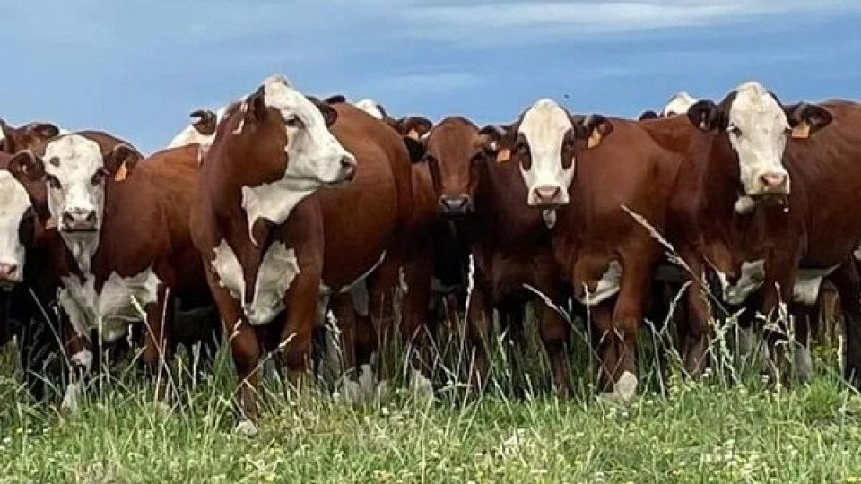 Hay oferta, hay demanda y la lluvia empieza a dar ''una mano'' —  Mercados — Dinámica Rural | El Espectador 810