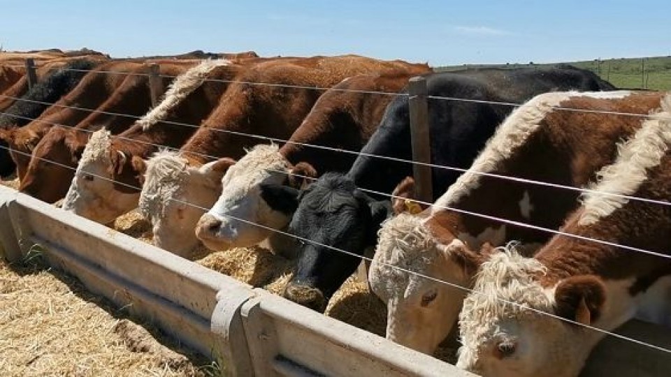 Lote 21 cierra el año con volumen y calidad —  Mercados — Dinámica Rural | El Espectador 810