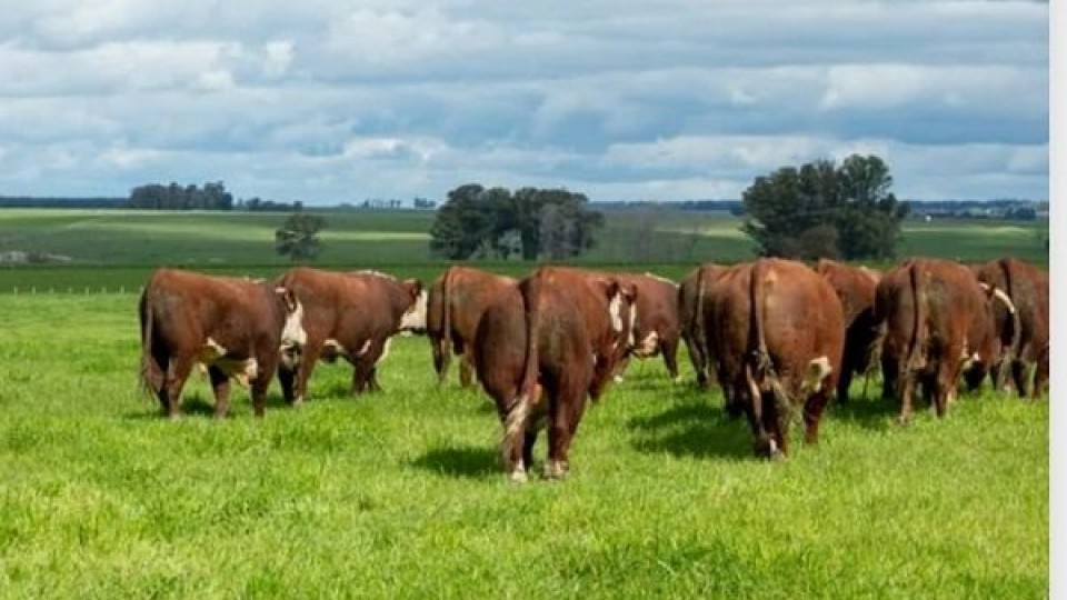 Plazarural con remate especial desde el Este  —  Mercados — Dinámica Rural | El Espectador 810