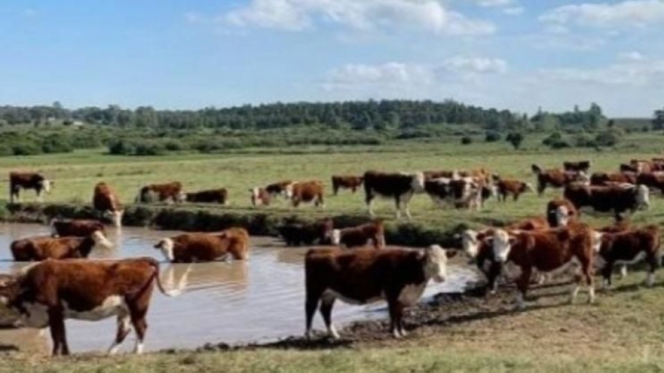 Pantalla Uruguay en Durazno remata volumen y calidad  —  Mercados — Dinámica Rural | El Espectador 810