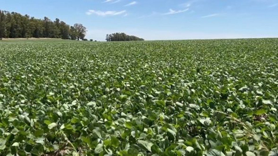 F. Morixe: “estamos ante un mercado volátil” —  Siembra y Cosecha — Dinámica Rural | El Espectador 810