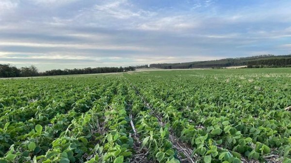 A. González: en soja ''el rendimiento equilibrio, hoy estaría en 2300 a 2400 kilos por há'' —  Cultivos de verano — Dinámica Rural | El Espectador 810