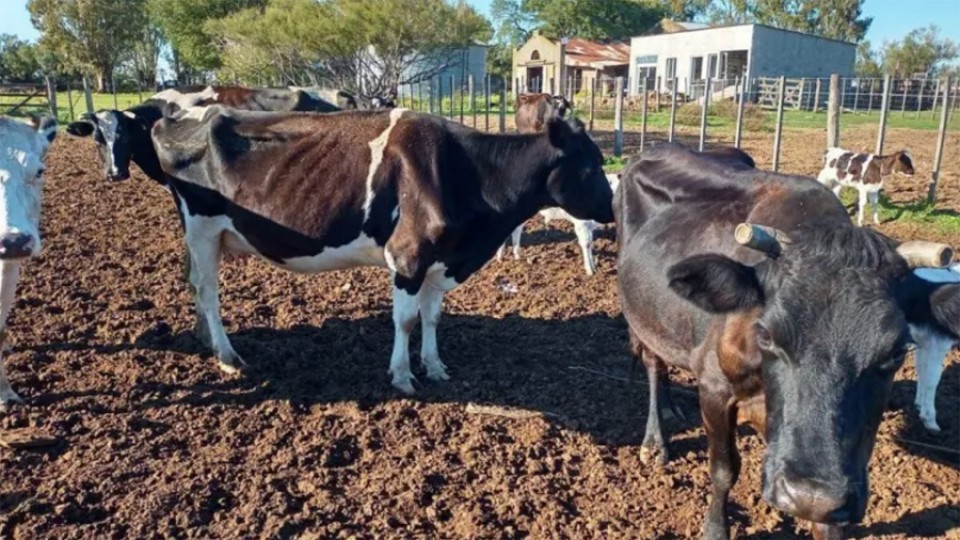 Sin reservas de agua ni de pasturas y granos, el sector lechero enfrenta una crisis severa por la sequía —  La Entrevista — Más Temprano Que Tarde | El Espectador 810