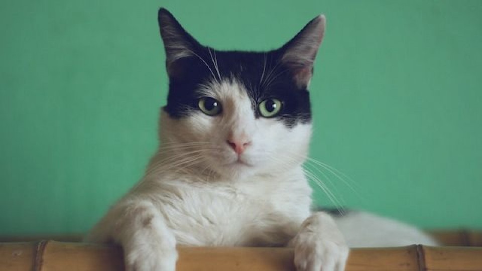 Los gatos también se vacunan —  Tu mascota te quiere decir algo — Paren Todo | El Espectador 810