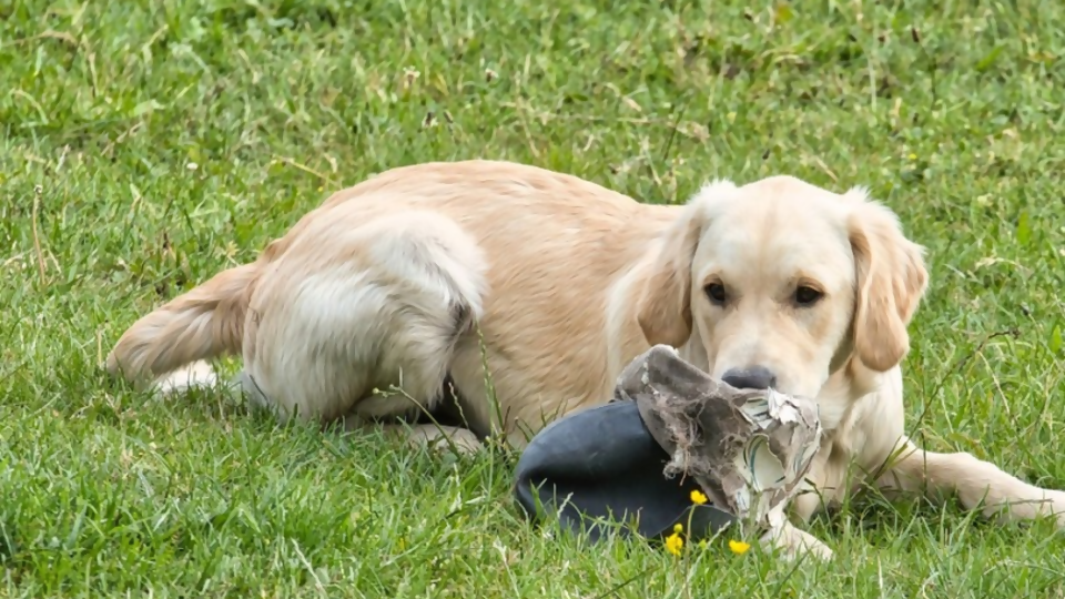 ¿Cómo hago para dejar sola a mi mascota en casa y que no la destruya? — Tu mascota te quiere decir algo — Paren Todo | El Espectador 810