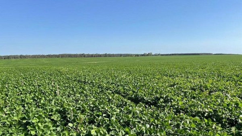 Paysandú: se visualiza una mejora en la soja de primera y segunda dado las últimas lluvias  —  Mercados — Dinámica Rural | El Espectador 810