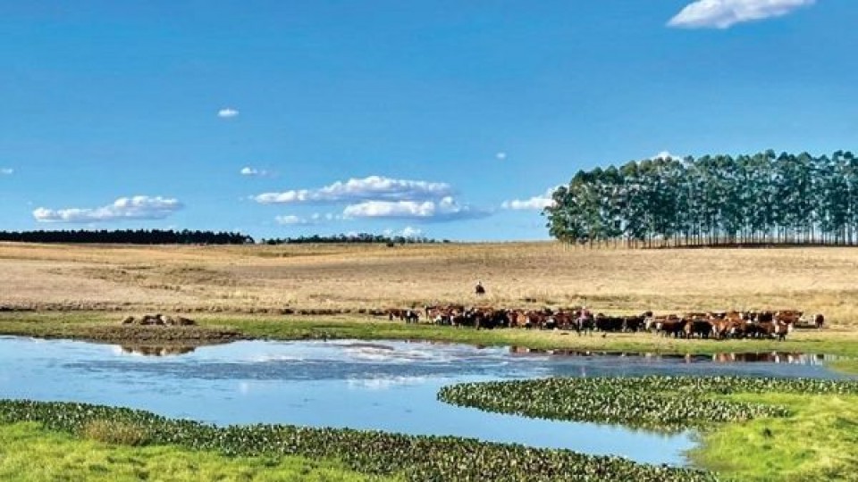 Plazarural con ''muy buenos ganados'' —  Mercados — Dinámica Rural | El Espectador 810