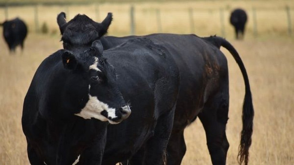  ''Pantalla y un remate con más y mejor mercado'' —  Mercados — Dinámica Rural | El Espectador 810